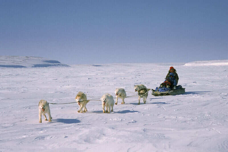 Dog sleighs Alaska