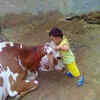 Hey, your real mother is cow
