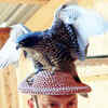 falcon hats