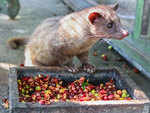 Civet cats feed on coffee cherries