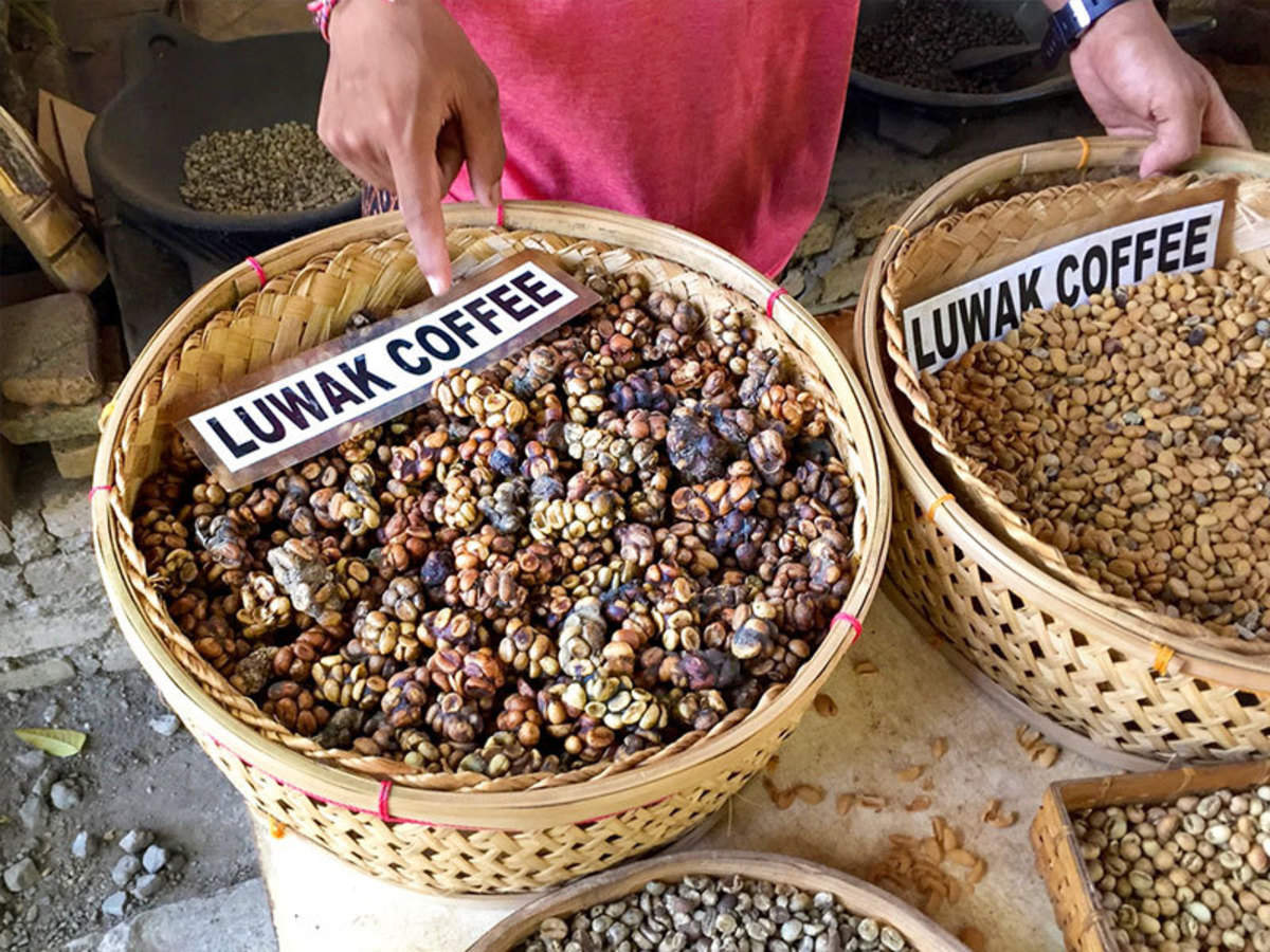 Kopi Luwak Coffee Beans Everything You Need To Know In 2021 Kopi Luwak Coffee Kopi Coffee