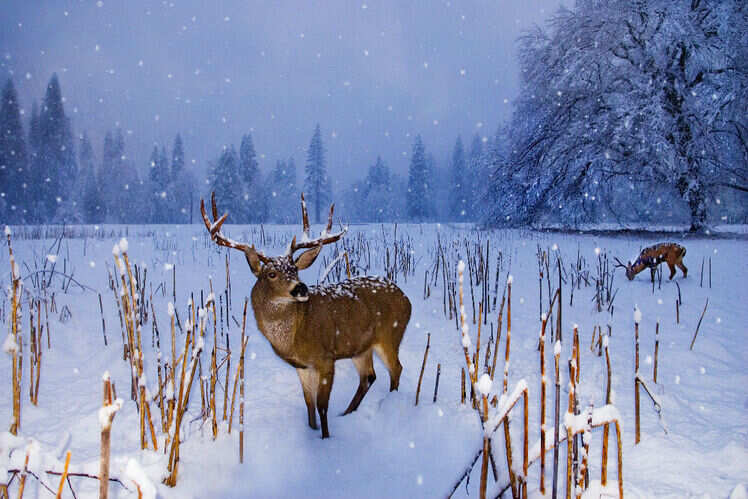 kashmir in winter season