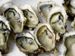 Oysters