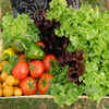 ​Russia: Own farming