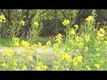 Sant Te Sipahi Video -4