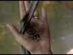 The Forest Video -3