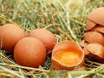 Myth: Washing eggs before use can eliminate salmonella bacteria that may be present
