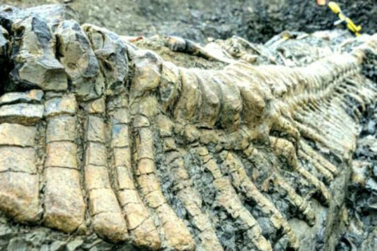 Jurassic ichthyosaur fossil in Gujarat | 150-million-year-old fossil found | Times of India Travel