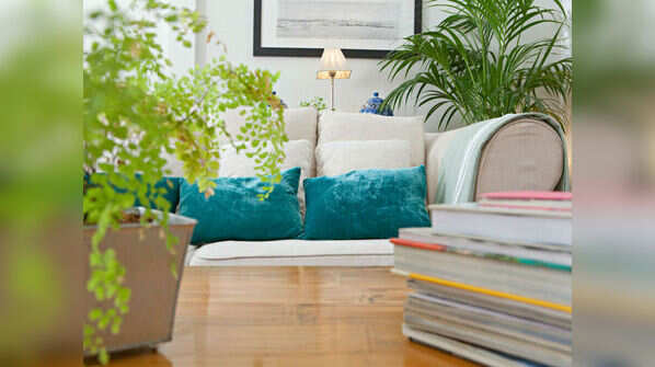 Air purifying plants
