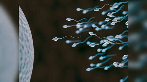What are the contents of precum?