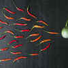 ​What is precum?