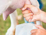 What are the health benefits of goat milk?