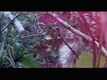 BIGFOOT: The Curse of Blood Mountain - 2014 Teaser