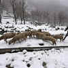 Article image for: New pictures of <i class="tbold">Srinagar</i>