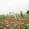 Farm distress