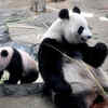 Article image for: <i class="tbold">tokyo</i> zoo welcomes new baby panda