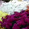Article image for: Beautiful flowers, plants showcased at West Bengal Assembly annual winter flower show