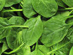 Leafy Green Vegetables