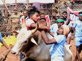 Madurai celebrates bull-taming festival Jallikattu