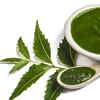 Neem leaves