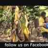 Article image for: <i class="tbold">kamini</i> Trailer
