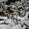 Snowfall in Himachal Pradesh