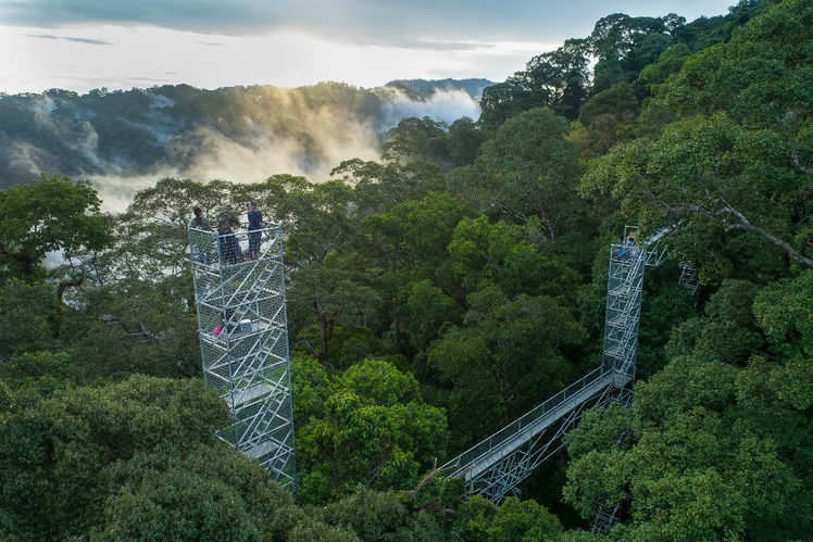 Image result for Ulu Temburong NP