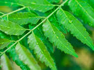 10 reasons why you must have neem leaves daily for a month before summers begin