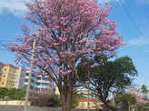 Bengaluru is in full bloom