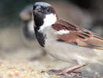 In Pics: Celebrating World Sparrow Day