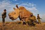 Anushka Sharma mourns demise of world's last male northern white rhino