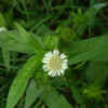 Bhringraj