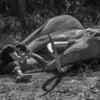'Junglee':  Vidyut Jammwal shares an endearing image of himself with his ‘buddy’ Bhola