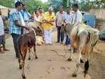 A Manju does gau puja before filing nomination papers