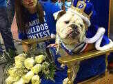 39th Annual Beautiful Bulldog Contest