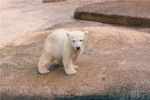 ​Inuka, first polar bear born in the tropics, put down following age-related ailments ​