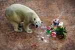 ​Inuka, first polar bear born in the tropics, put down following age-related ailments