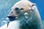 ​Inuka, first polar bear born in the tropics, put down following age-related ailments ​