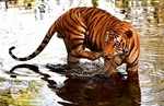 Royal Bengal Tiger cools off in Sanjay Gandhi National Park