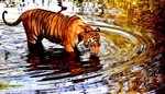 Tiger cools off in the summer heat in Borivali in Mumbai