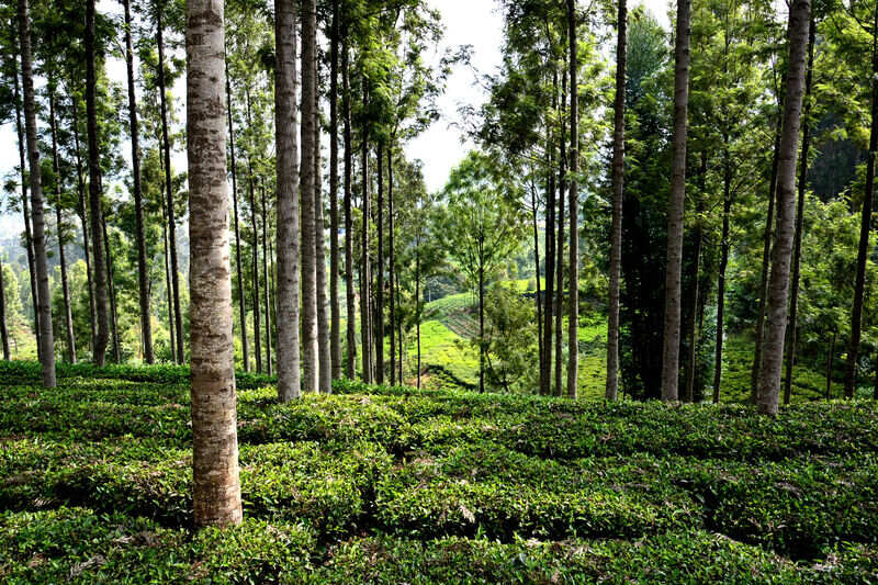ooty