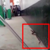 On cam: Snake creates panic among voters at polling booth in KR Puram
