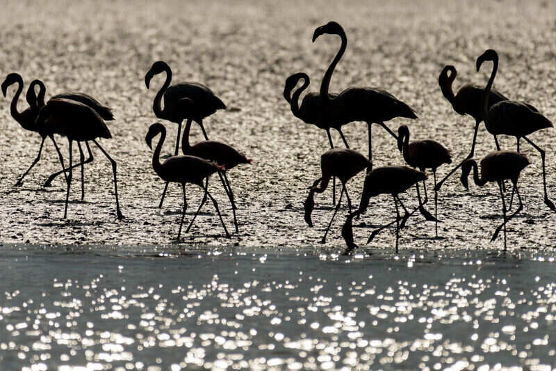 sewri seashore mumbai