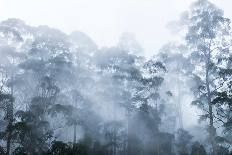 Foggy