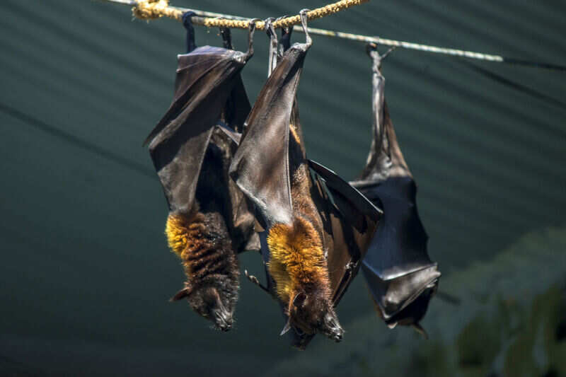 nipah virus kerala