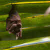 Bats are turning poisonous because of loss of natural habitat!
