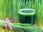 Wheatgrass