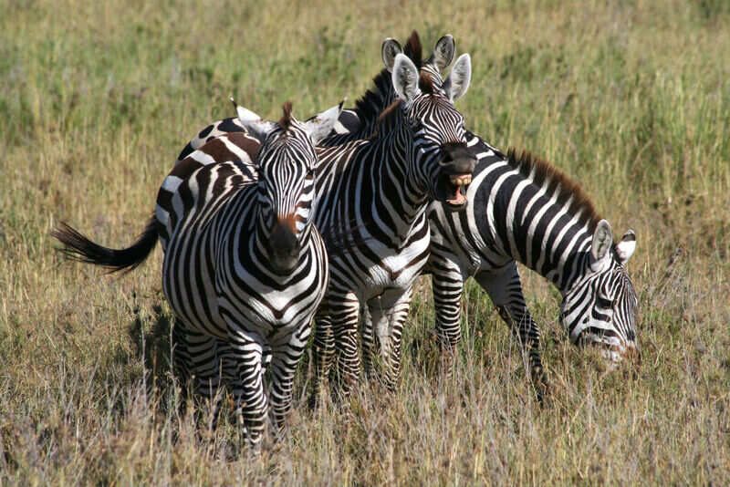 Tanzania