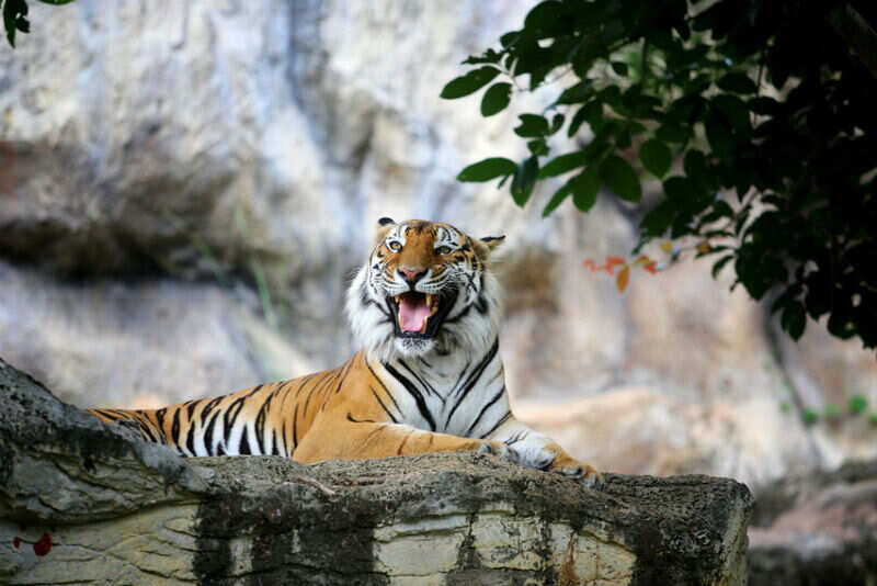 tiger