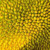 Fiber rich